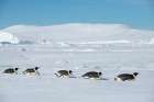 Antarctica-Weddell Sea-Snow Hill. Emperor penguins toboggining. Art Print